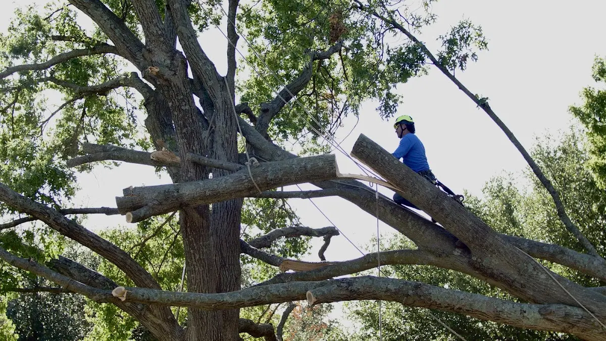 Professional Hazardous Tree Removal performed by certified arborists in Sayre