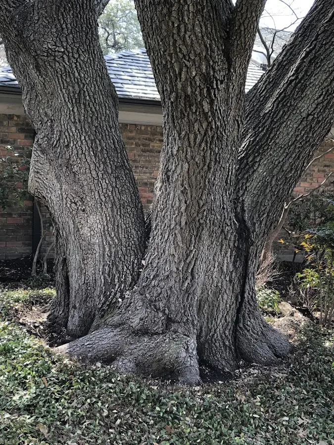 Mature heritage tree close to a Sayre property cared for by certified arborists